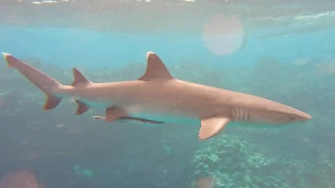 Shark Underwater Slow Motion Stock Footage 248066872