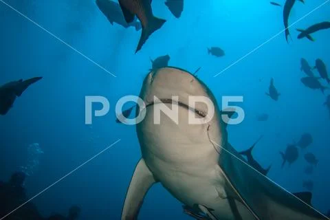 A shark underwater sorrounded by fish in blue ocean water background. Sharkdi Stock Photos