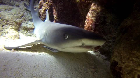 Shark very close, natural environment. Stock Footage 50798741