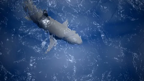 Shark view from above water	 Stockbeeldmateriaal 101961413