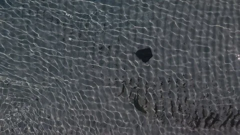 Shark vs Sting ray Stock Footage 97594595