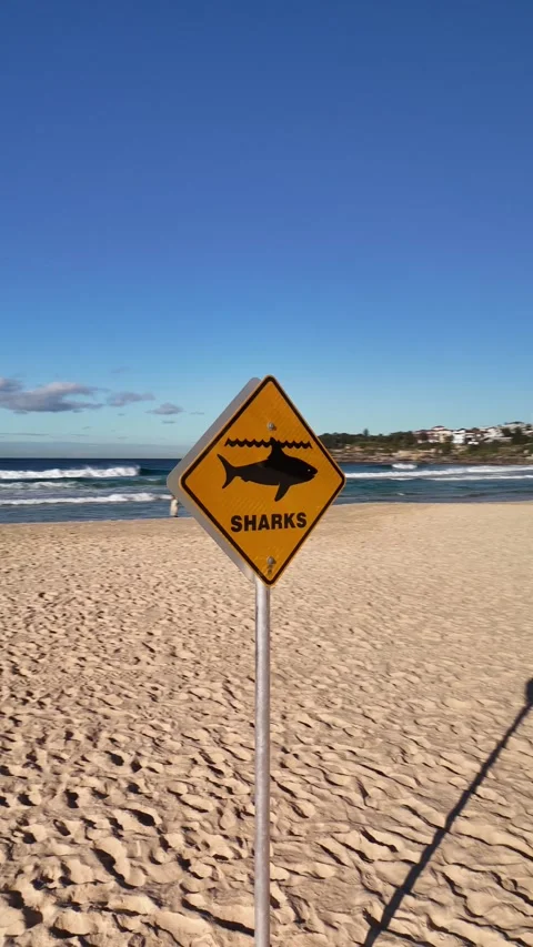 Shark Warning Sign on Bondi Beach in vertical format Stock Footage 338079837