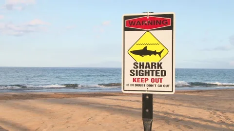 Shark In Water Closed Beach Video stock 63643047