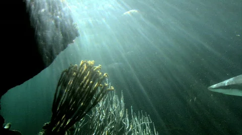 Shark In The Water Vidéo 679897