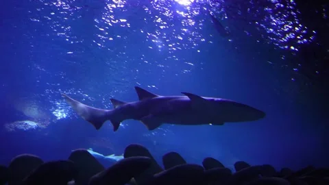 Shark in water Stock Footage 314908217