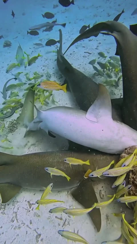 Shark in the water 스톡 동영상 327372540