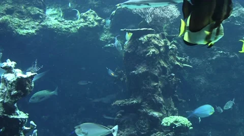 Shark in water tank Vídeo Stock 44792054