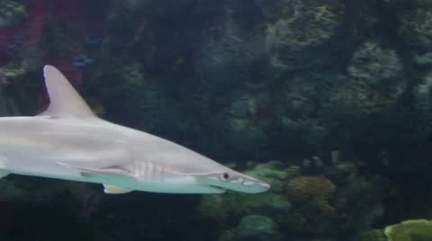 Shark1 Stock Footage 10874750