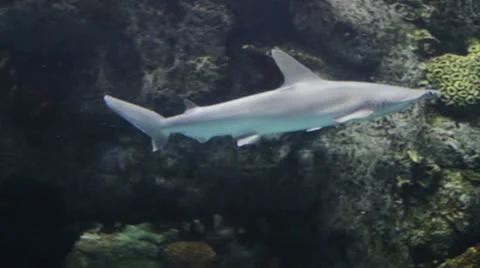 Shark2 Stock Footage 10874066