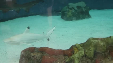 Shark3 Stock Footage 10874055