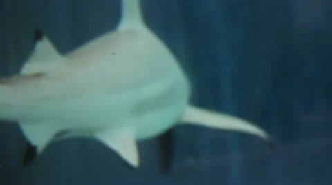 Shark4 Stock Footage 10874672