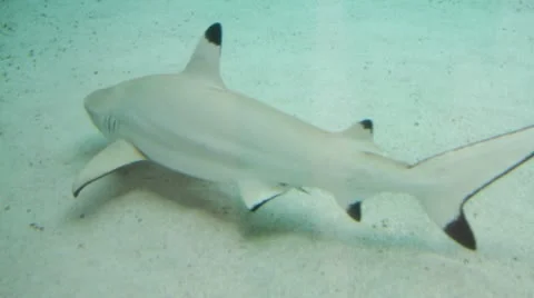 Shark5 Video stock 10874077