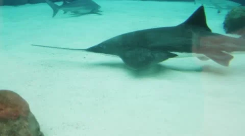 Shark6 Stock Footage 10874660