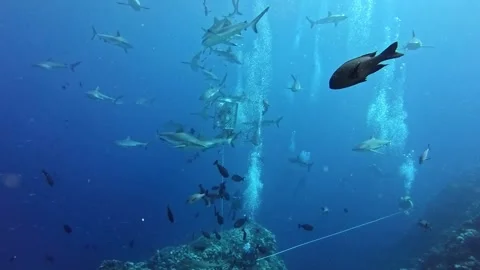 Sharknado at osprey reef Stock Footage 314182434