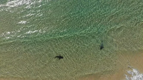 Sharks From Above Fraser Island Queensl Stock Video Pond5