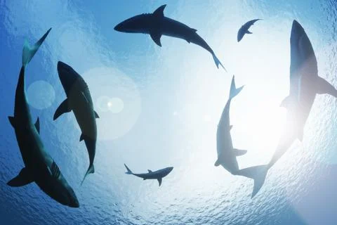 Sharks from above Stock Illustration