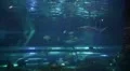Sharks and Bumphead 20111003-095441 HD Footage