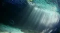 Sharks and Bumphead 20111003-100747 HD Footage