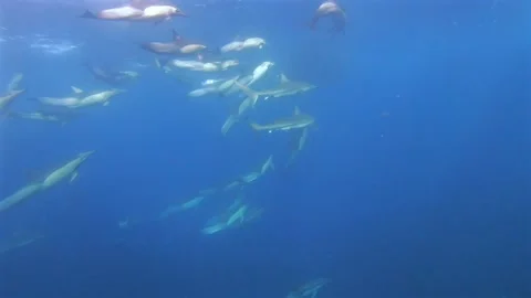 Sharks and common dolphins surrounding a sardine baitball during the Sardin.. Stock Footage 342837344