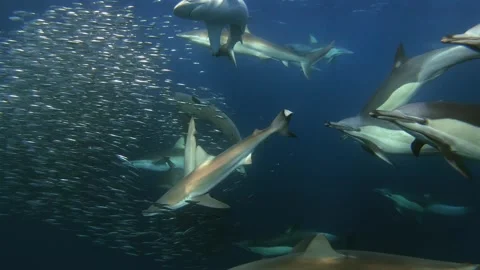Sharks and common dolphins surrounding a sardine baitball during the Sardin.. Stock Footage 343132701