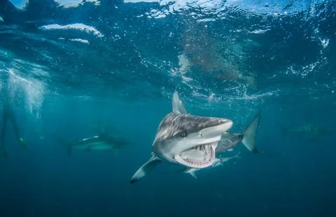 Sharks and diving Stock Photos