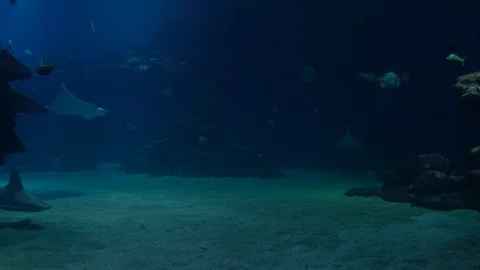 Sharks and eagle ray. 4k Stock Footage 129605198