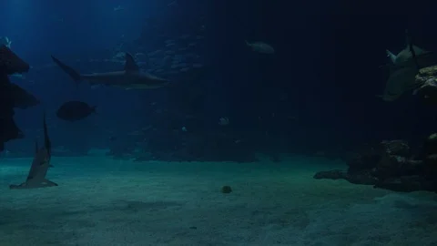 Sharks and eagle ray. 4k Vidéo 129615245