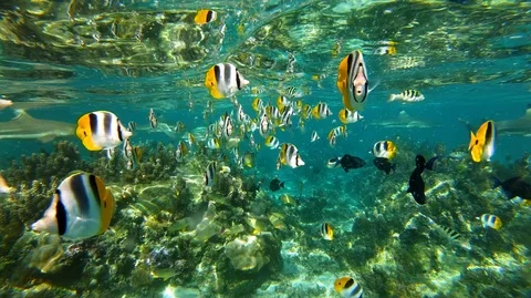 Sharks and fish in the lagoon, French Polynesia Stock Footage 98179953