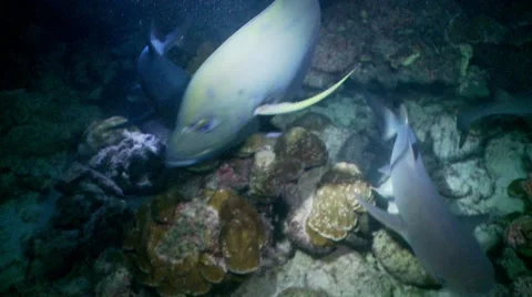 Sharks and jack Stock Footage 57141266