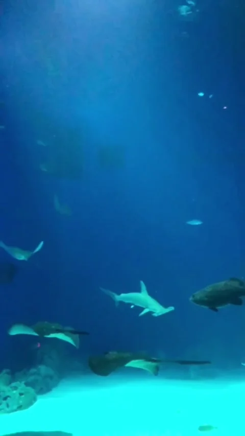 Sharks and Rays in a Stunning Underwater Display at Copenhagen Aquarium Stock-Footage 283628069