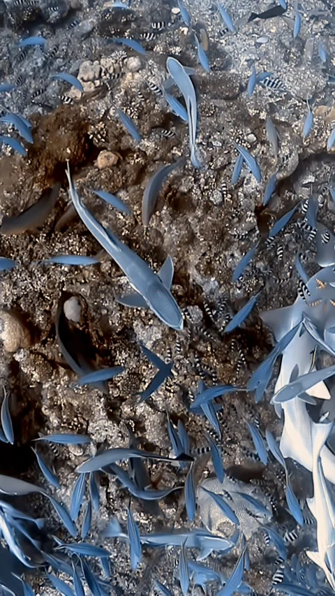 Sharks and reef fish feast during spectacular underwater feeding at oceanarium Stock Footage 321015370
