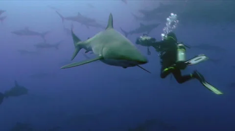 Sharks and scubadiver Video stock 42901716