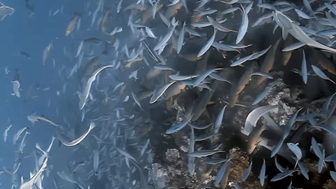 Sharks and Silver Fish Dance at Fiji's Breathtaking Coral Reef Stock Footage 338198627