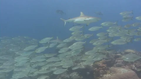 Sharks and silver fish Stock Footage