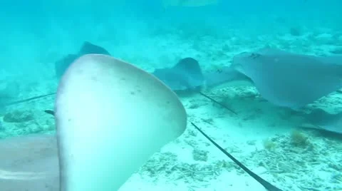 Sharks and Sting Rays Stock Footage 11203288