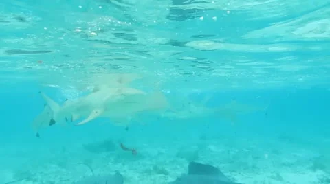 Sharks and Sting Rays Stock Footage 11204347