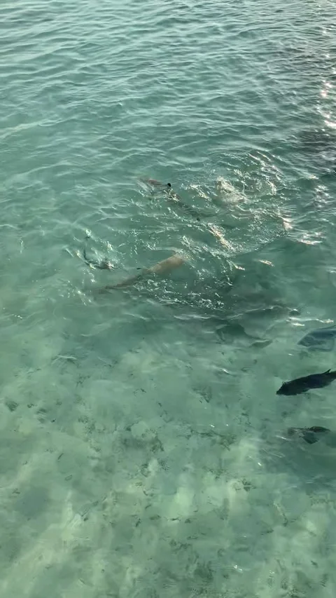 Sharks and stingrays swimming in shallow turquoise water feeding Maldives HD Stock-Footage 342344265