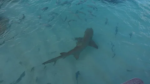 Sharks and stingrays waiting for feeding near the hotel beach, Maldives Stock Footage 119121736