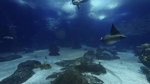 Sharks and various kinds of fish swimming in the tank Stock Footage 311944375
