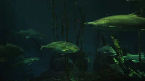 Sharks in aquarium 1 Video stock 40815029