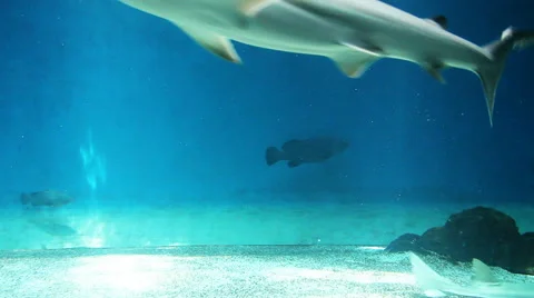 Sharks in the aquarium Stock Footage 47592460