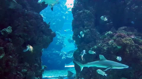 Sharks in Aquarium Stock-Footage 73052591