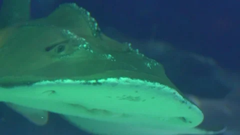 Sharks at Aquarium Video stock 87094266