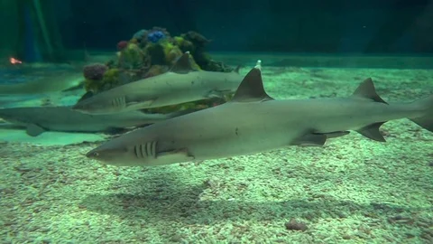 Sharks in Aquarium Stock Footage 114647073