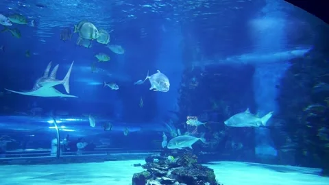 Sharks in the aquarium 库存影片 239365630