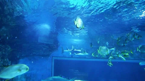 Sharks in the aquarium. Stock Footage 239925448