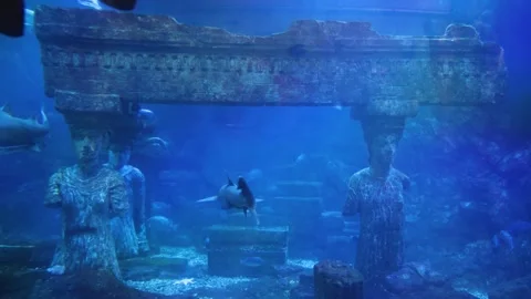 The sharks in the aquarium tank 库存影片 344225482