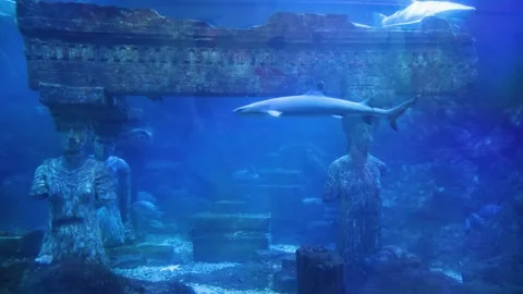 The sharks in the aquarium tank Видео 344225771