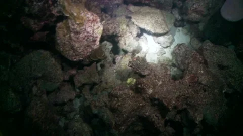 Sharks below at night Video stock 57196614