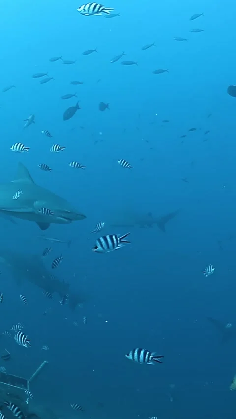 Sharks beneath the surface diving in beautiful fiji waters Stock Footage 318214243